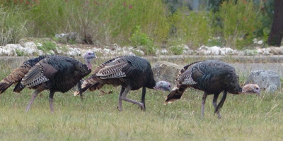 Turkey parade